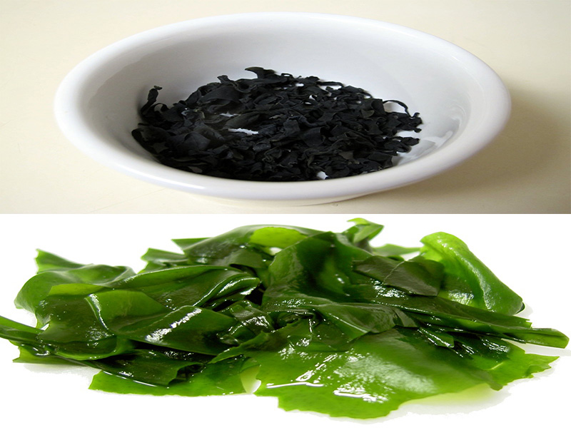Alghe Wakame Giapponese